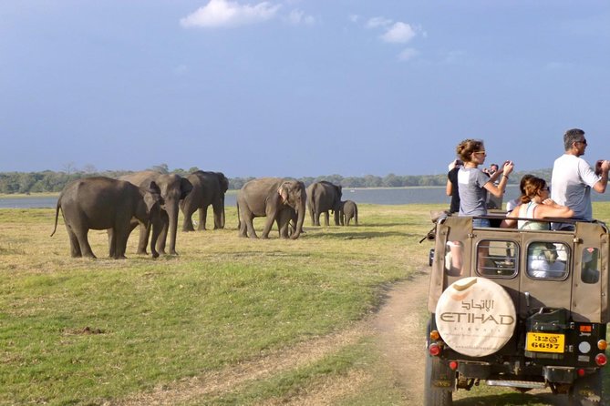 Go on an elephant safari